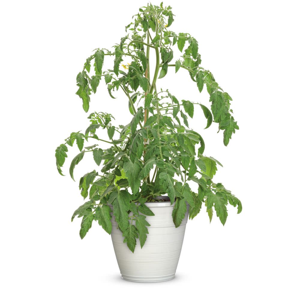 Proven Selections® Tempting Tomatoes® Garden Treasure Slicing Tomato (Solanum lycopersicum)
