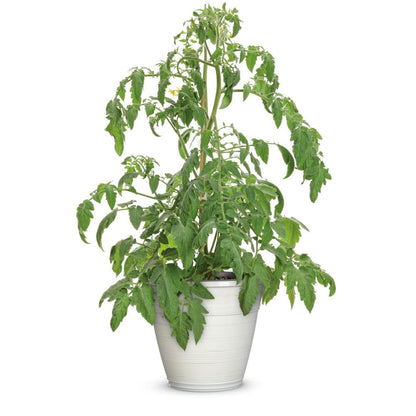 Proven Selections® Tempting Tomatoes® Garden Treasure Slicing Tomato (Solanum lycopersicum)