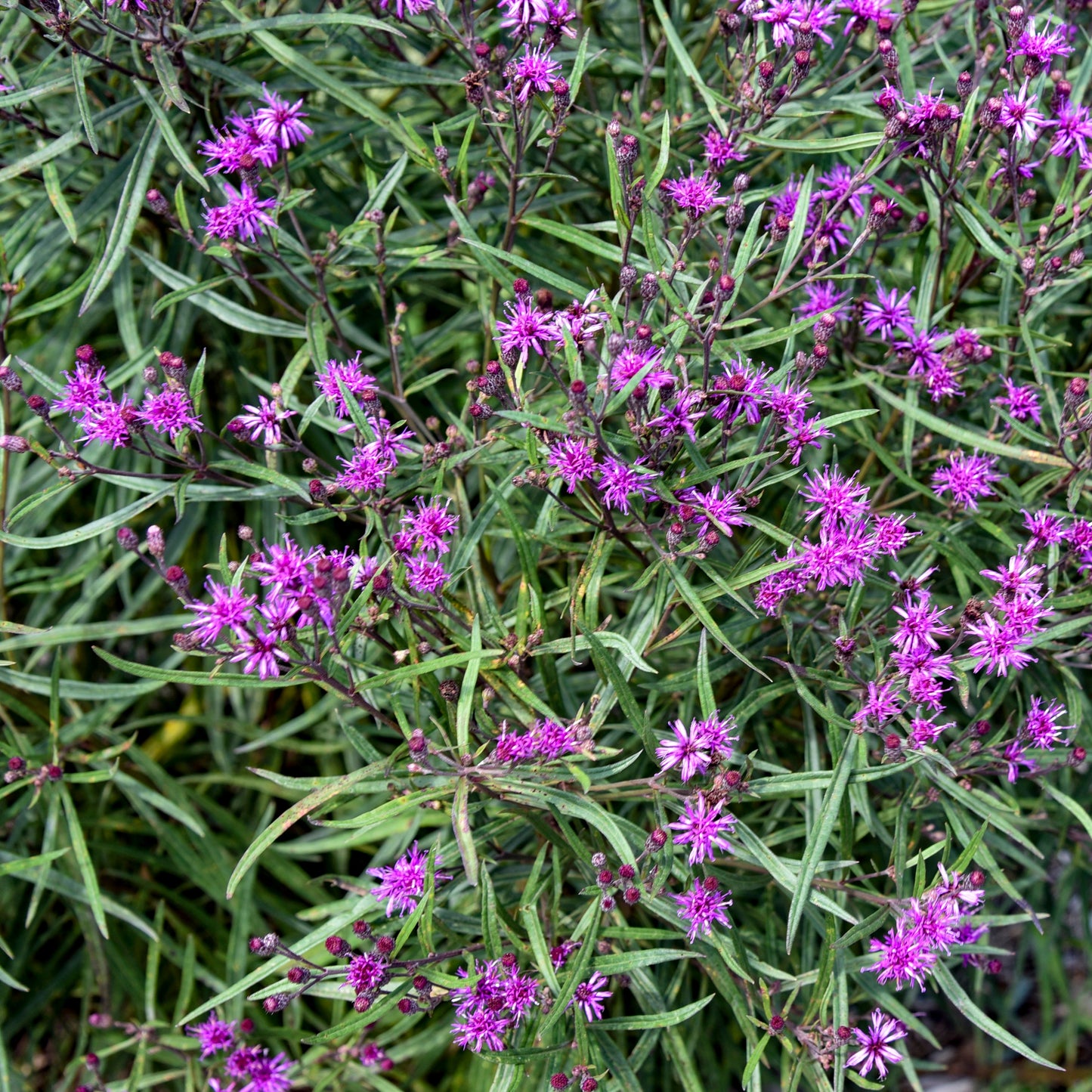 'Prairie Princess' Ironweed (Vernonia hybrid) | Proven Winners® New Variety 2026