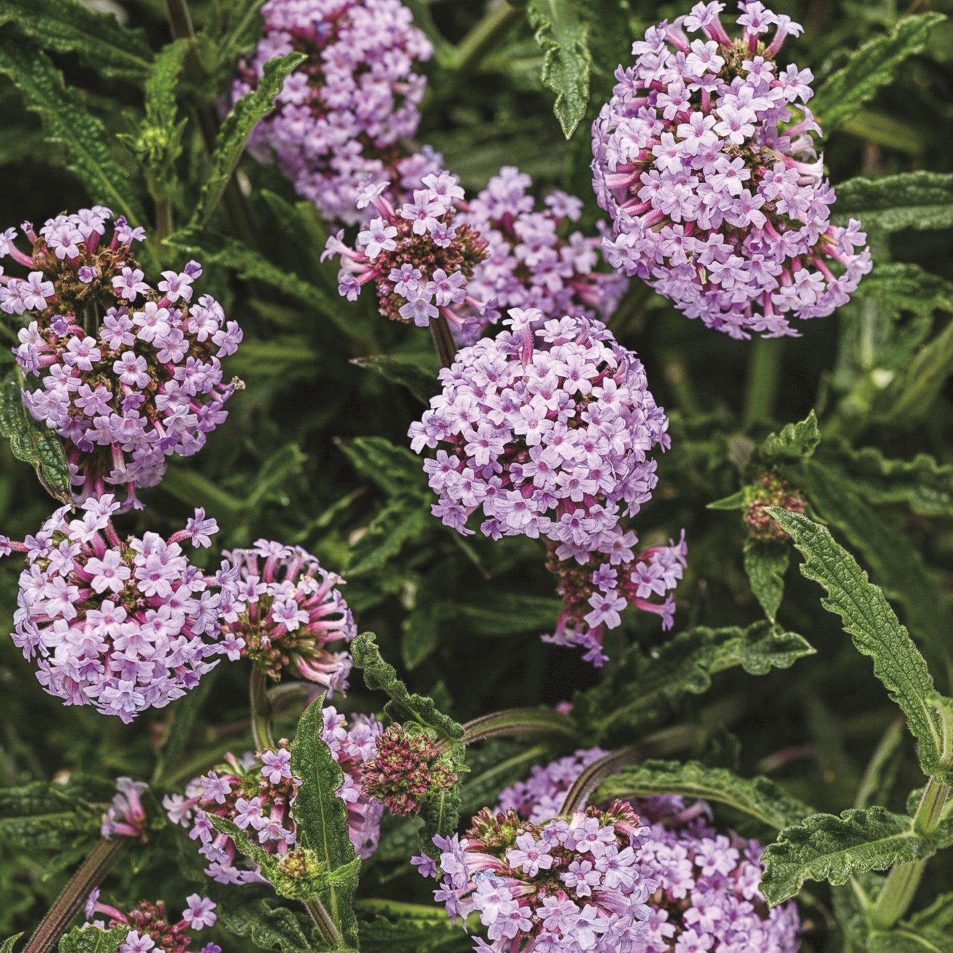 Meteor Shower Verbena close up.