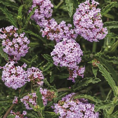 Meteor Shower Verbena close up.