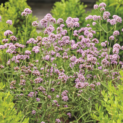 Limited Edition Royale™ | Meteor Shower® (verbena bonariensis)