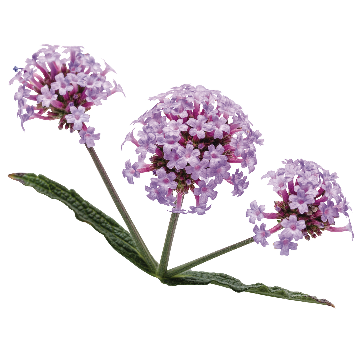 Meteor Shower Verbena flowers and leaves cut out.