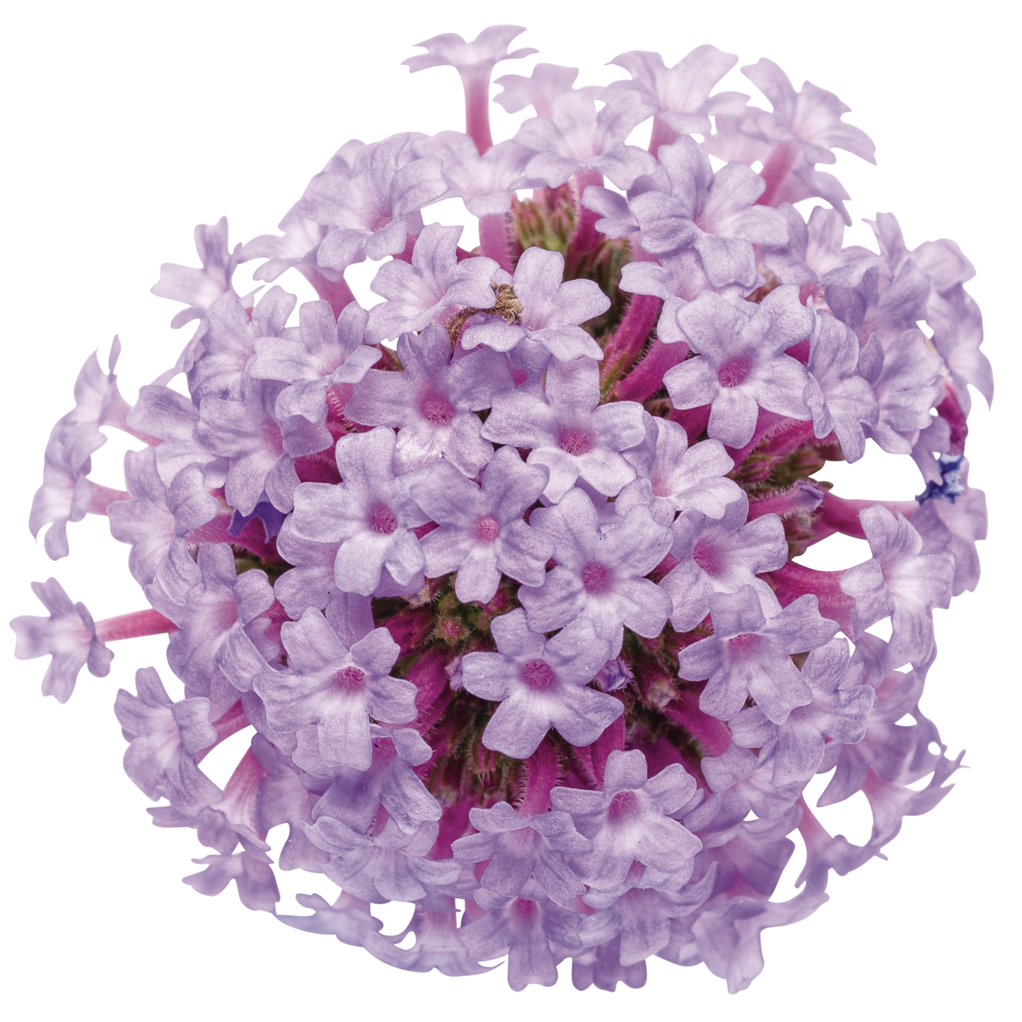 Meteor Shower Verbena flower cut out.