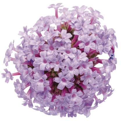 Meteor Shower Verbena flower cut out.