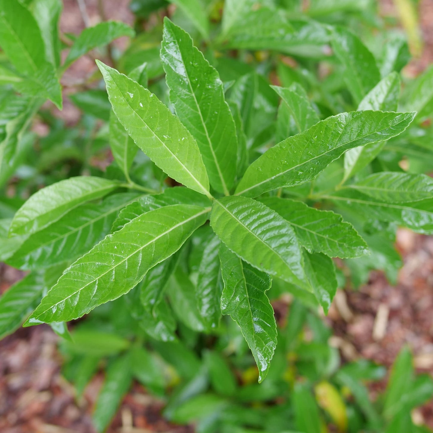 Yardline® (Viburnum x)