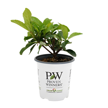 Yardline® (Viburnum x)