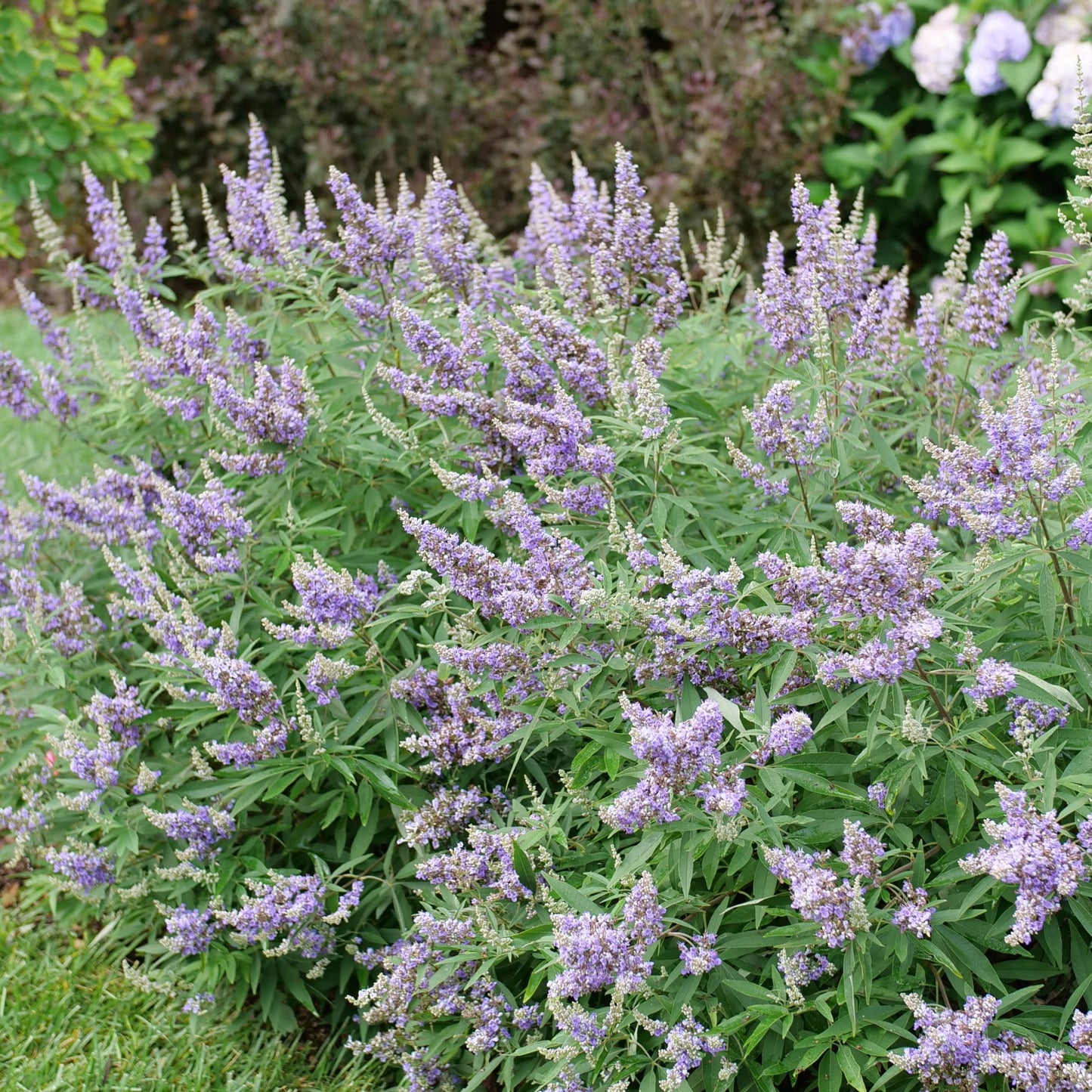 Rock Steady® Chastetree (Vitex agnus-castus)