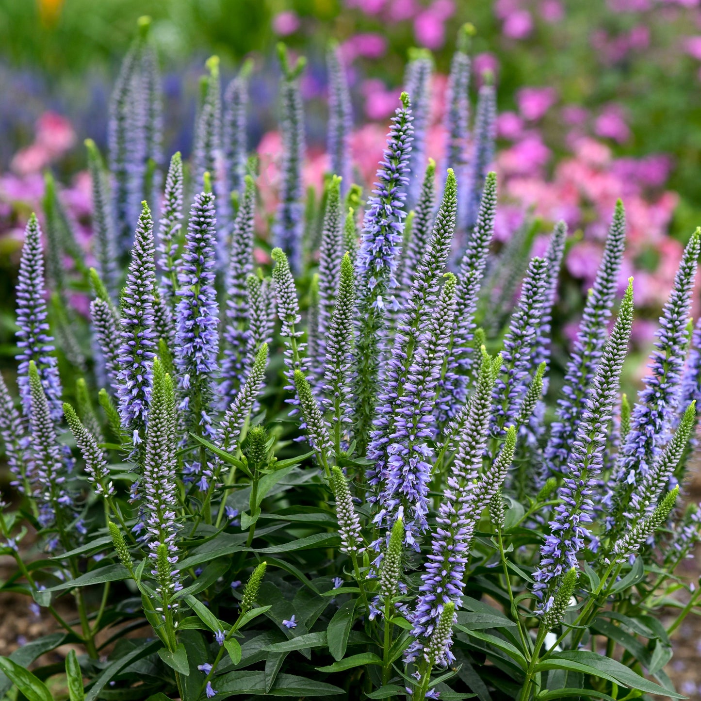 Magic Show® 'Ever After' Spike Speedwell (Veronica hybrid)