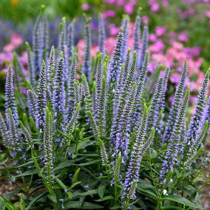 Magic Show® 'Ever After' Spike Speedwell (Veronica hybrid)