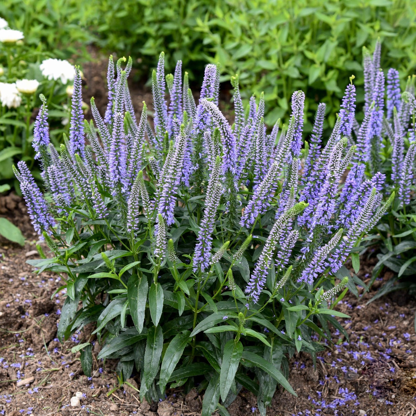 Magic Show® 'Ever After' Spike Speedwell (Veronica hybrid)