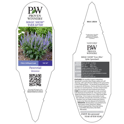 Magic Show® 'Ever After' Spike Speedwell (Veronica hybrid)