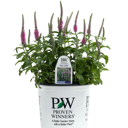 Magic Show® 'Pink Potion' Spike Speedwell (Veronica hybrid)