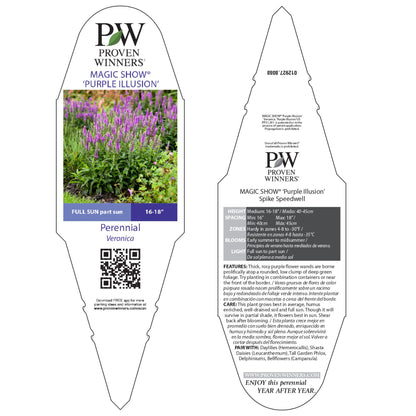Magic Show® 'Purple Illusion' Spike Speedwell (Veronica hybrid)