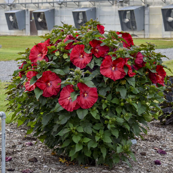 Summerific® 'Valentine's Crush' Rose Mallow (Hibiscus hybrid)