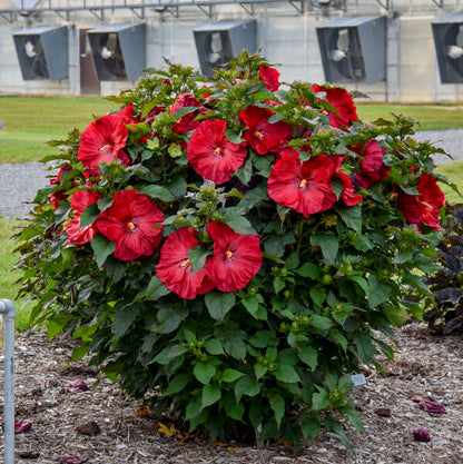 Summerific® 'Valentine's Crush' Rose Mallow (Hibiscus hybrid)