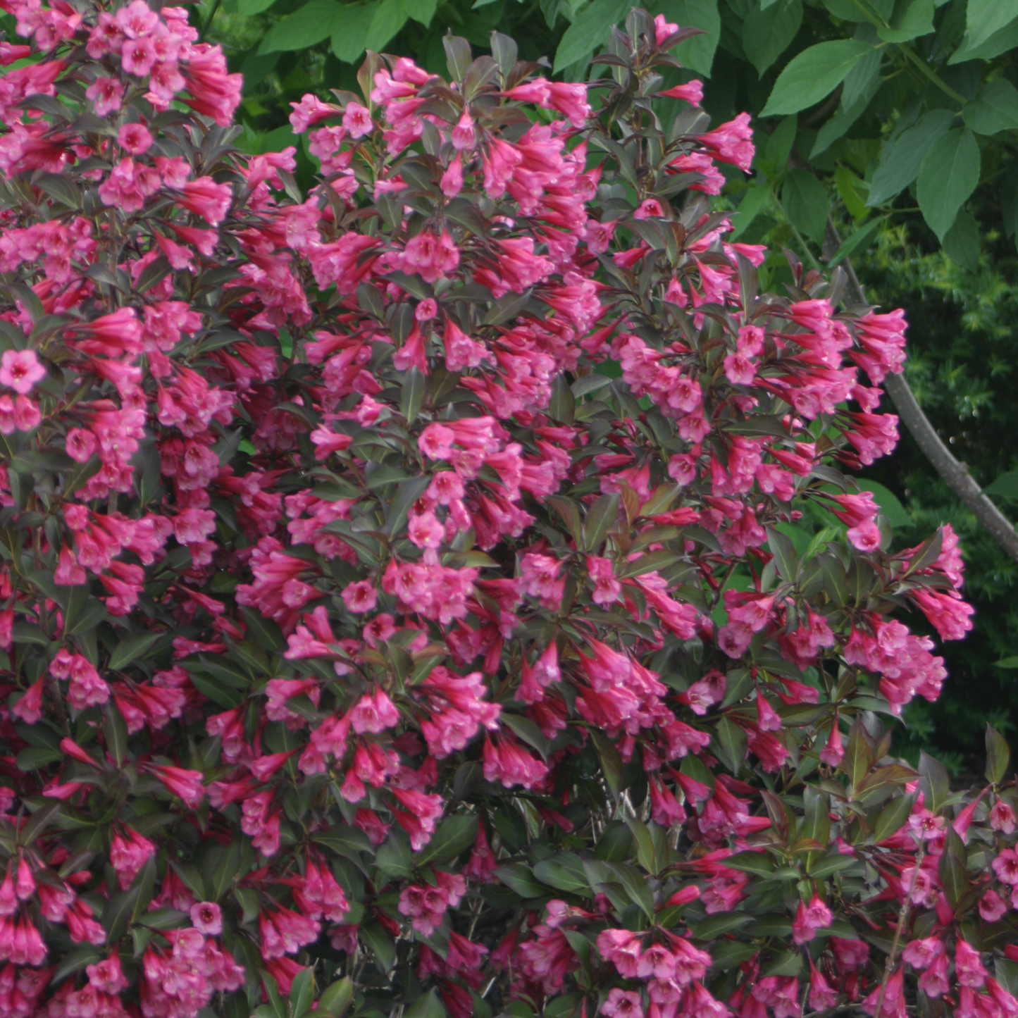 Wine & Roses® Weigela (florida)