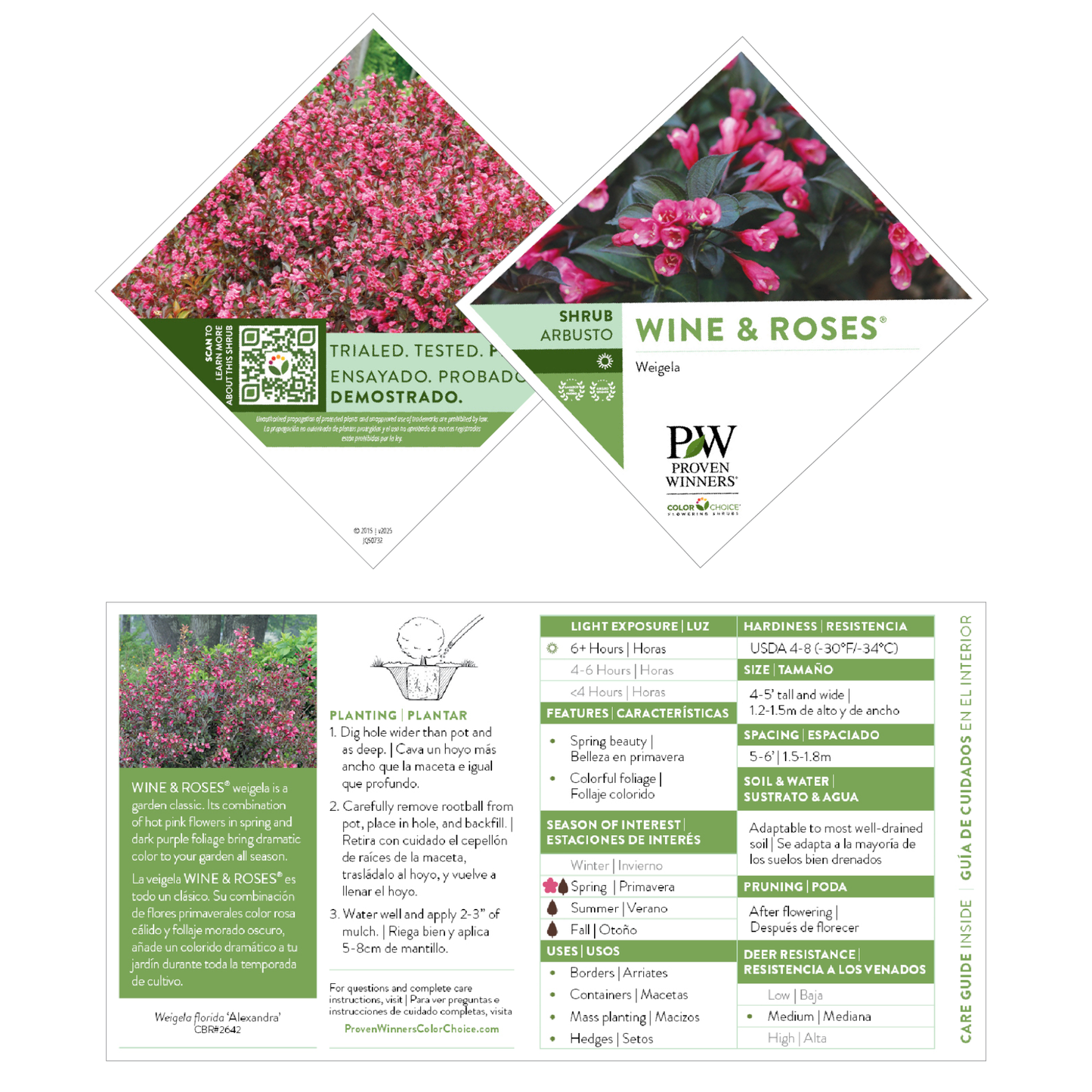 Wine & Roses® Weigela (florida)
