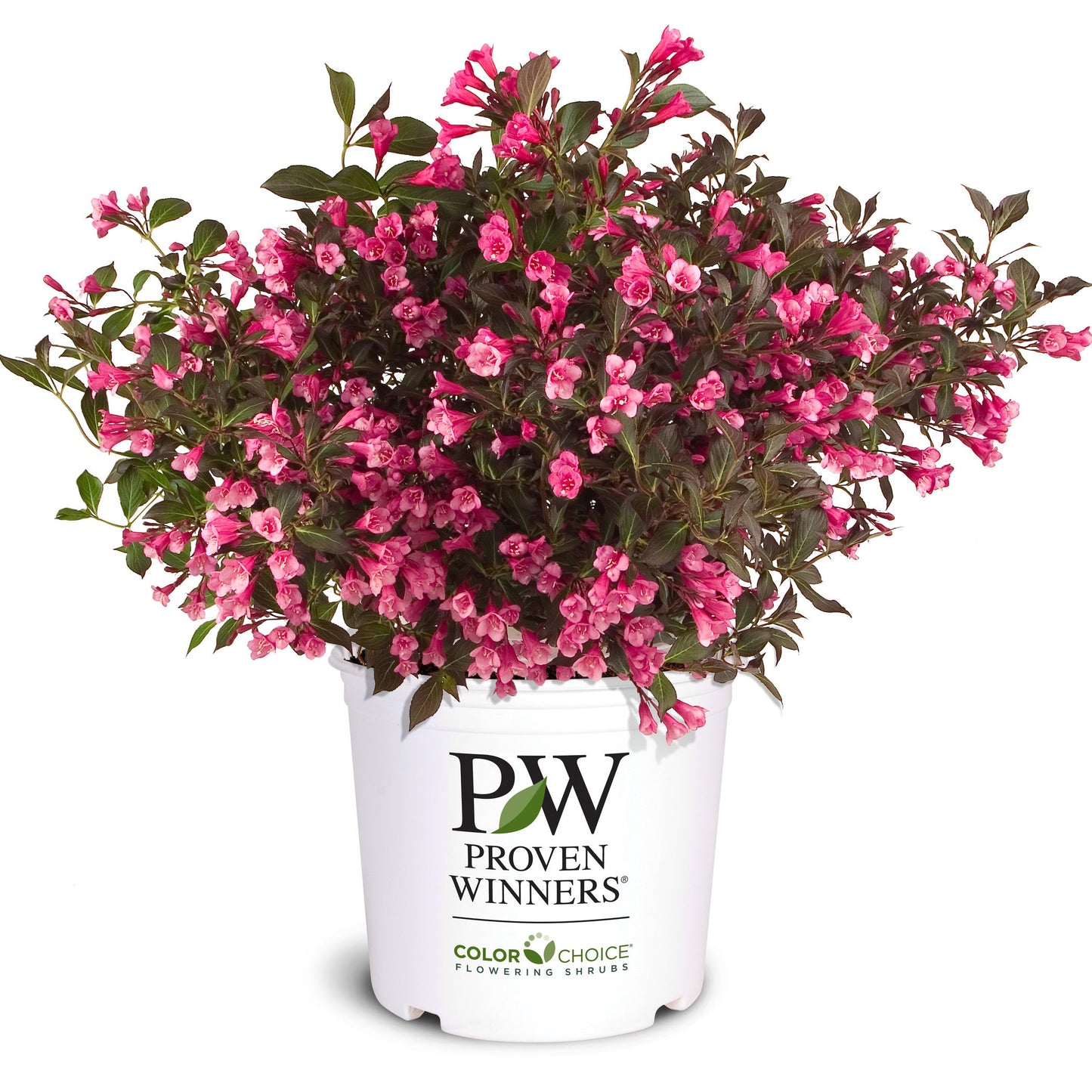 Wine & Roses® Weigela (florida)