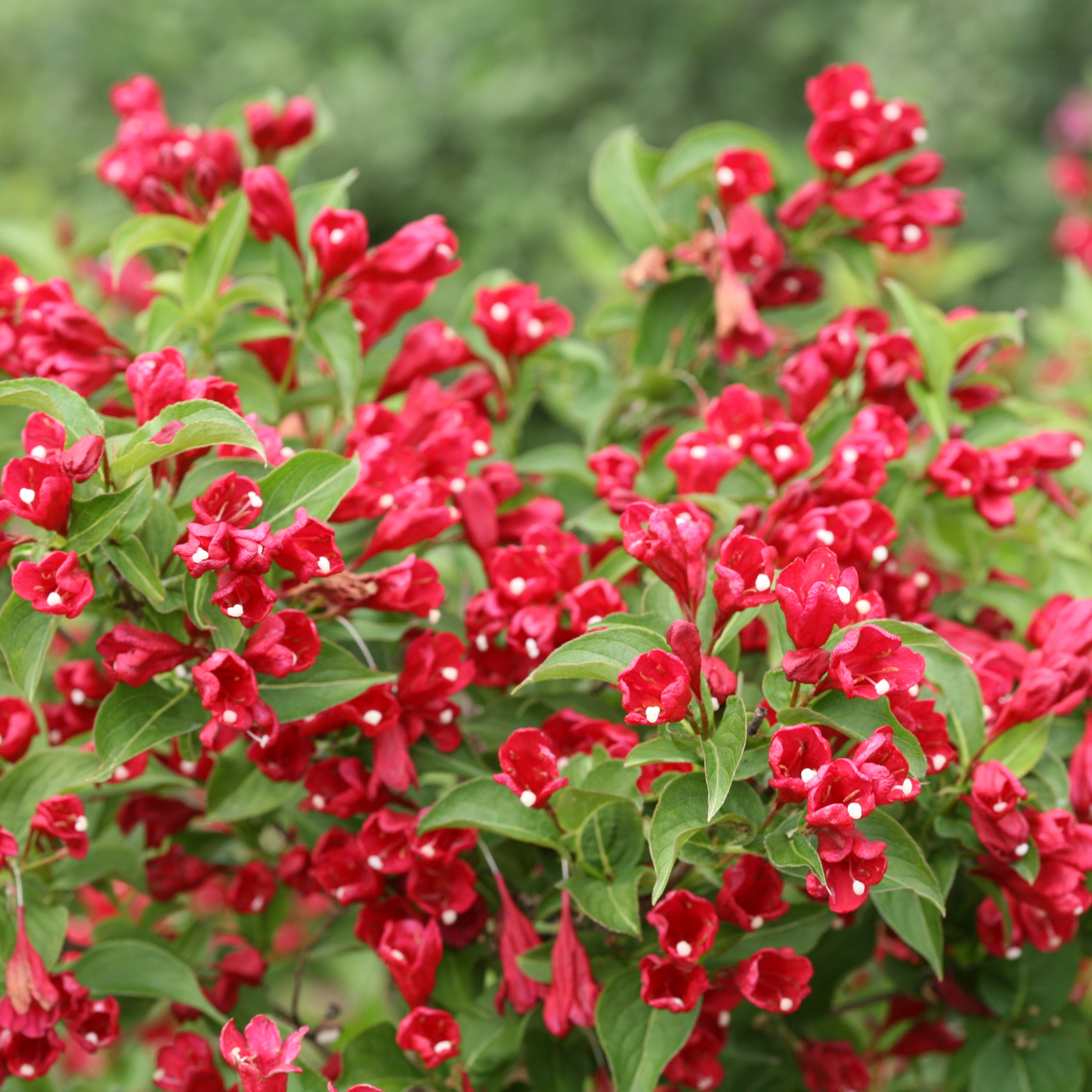 Sonic Bloom® Red Reblooming Weigela (florida)