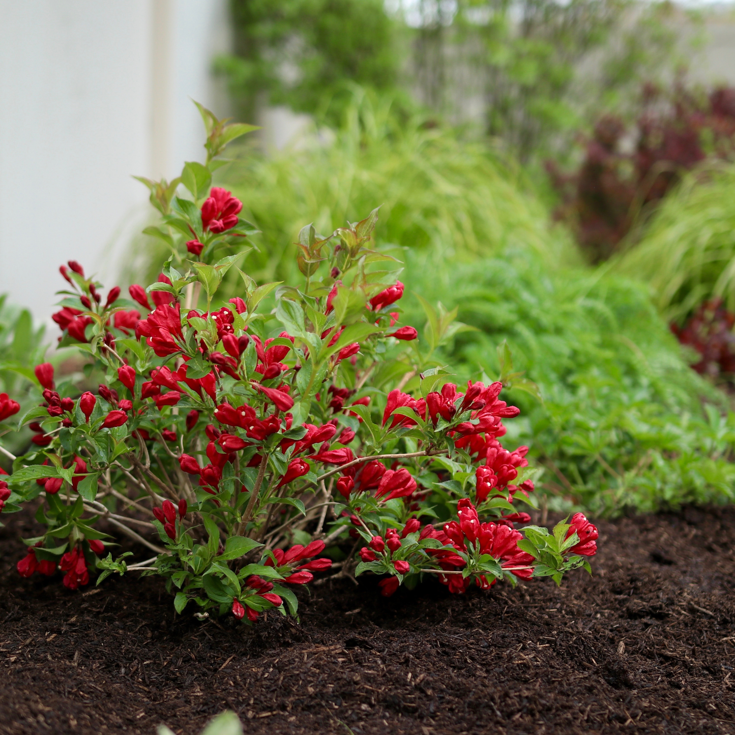 Sonic Bloom® Red Reblooming Weigela (florida)