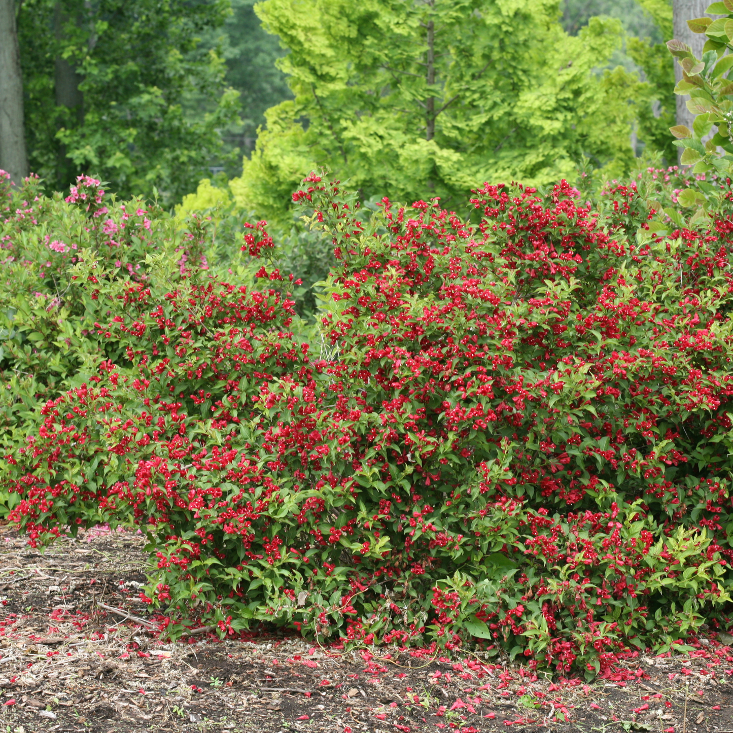 Sonic Bloom® Red Reblooming Weigela (florida)