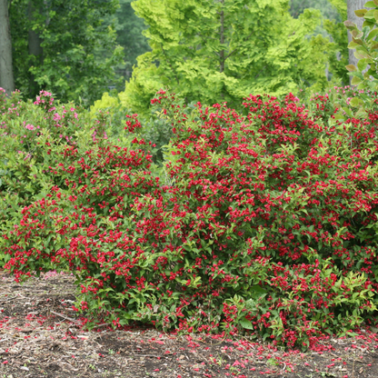 Sonic Bloom® Red Reblooming Weigela (florida)