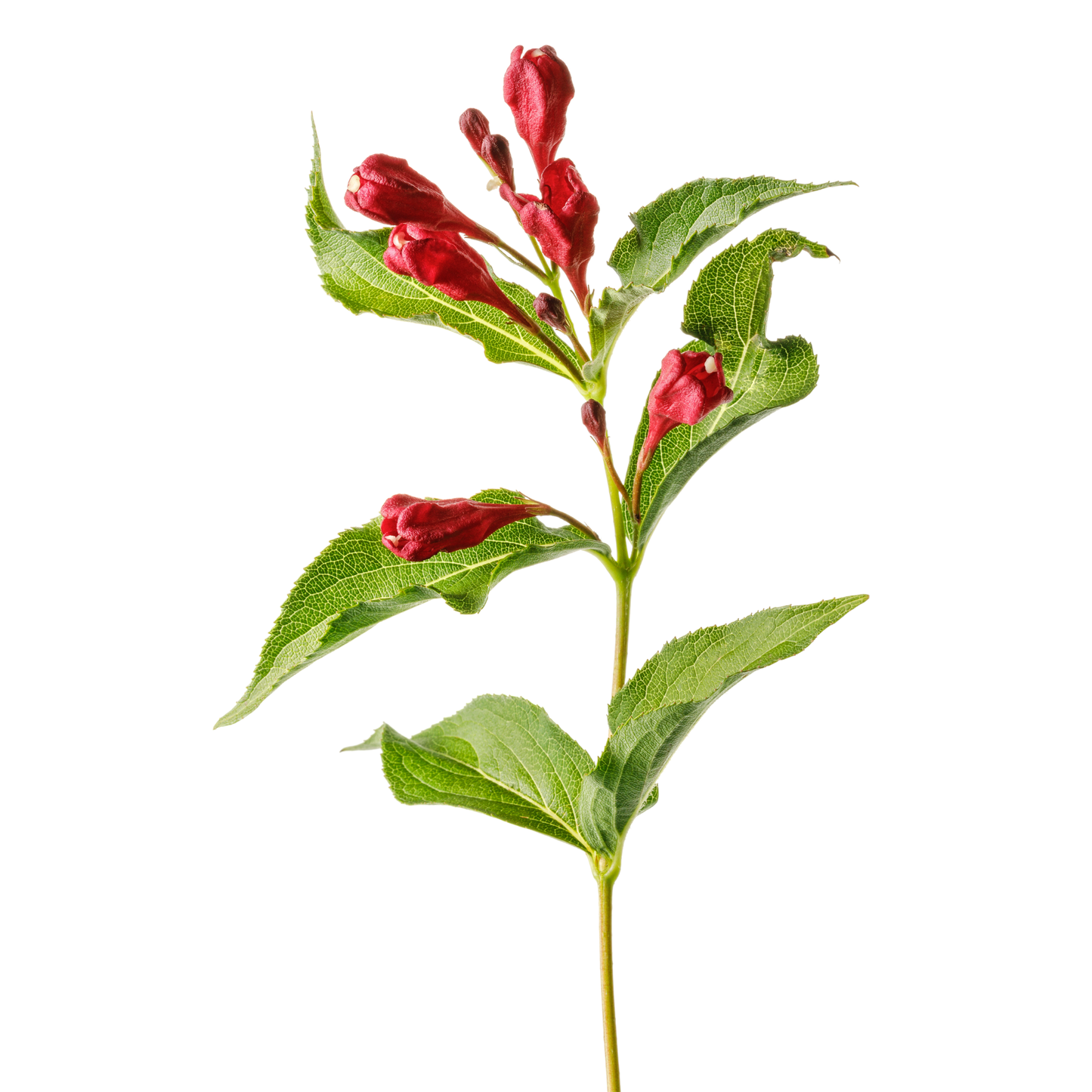 Sonic Bloom® Red Reblooming Weigela (florida)