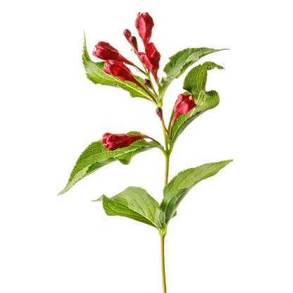 Sonic Bloom® Red Reblooming Weigela (florida)