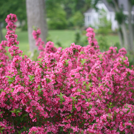 Sonic Bloom® Pink Reblooming Weigela (florida)