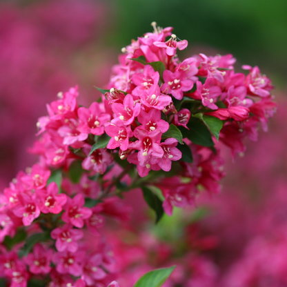Sonic Bloom® Pink Reblooming Weigela (florida)