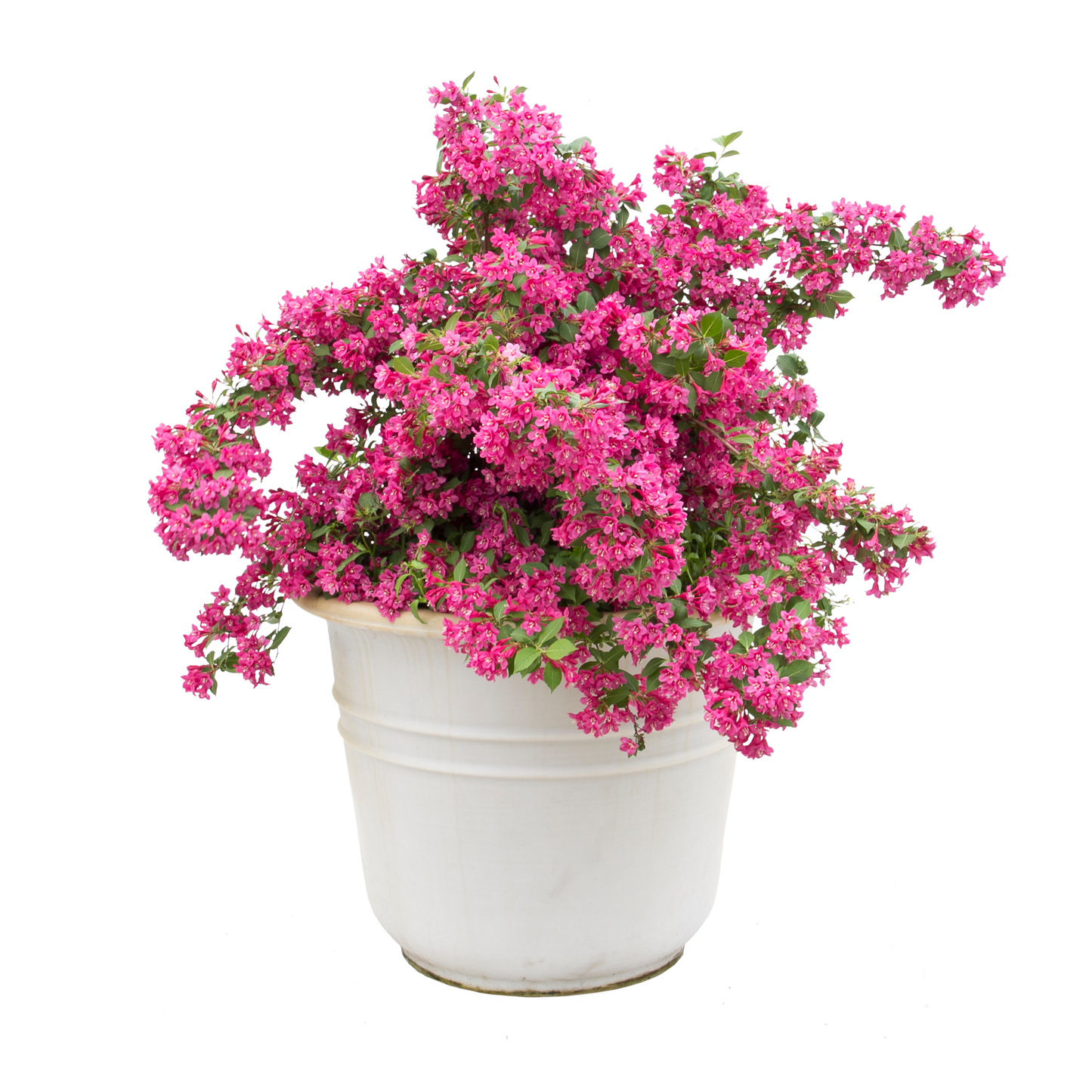 Sonic Bloom® Pink Reblooming Weigela (florida)
