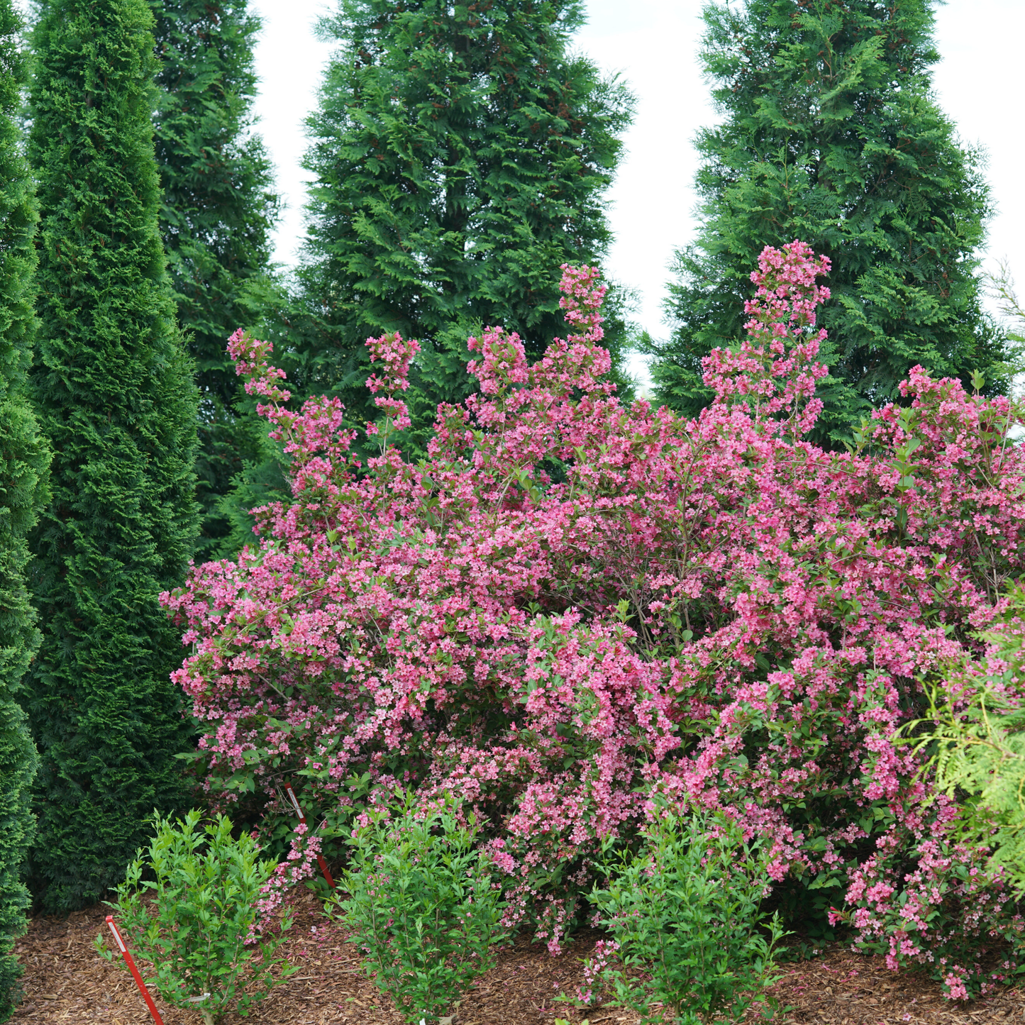 Sonic Bloom® Pink Reblooming Weigela (florida)