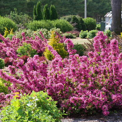 Sonic Bloom® Pink Reblooming Weigela (florida)