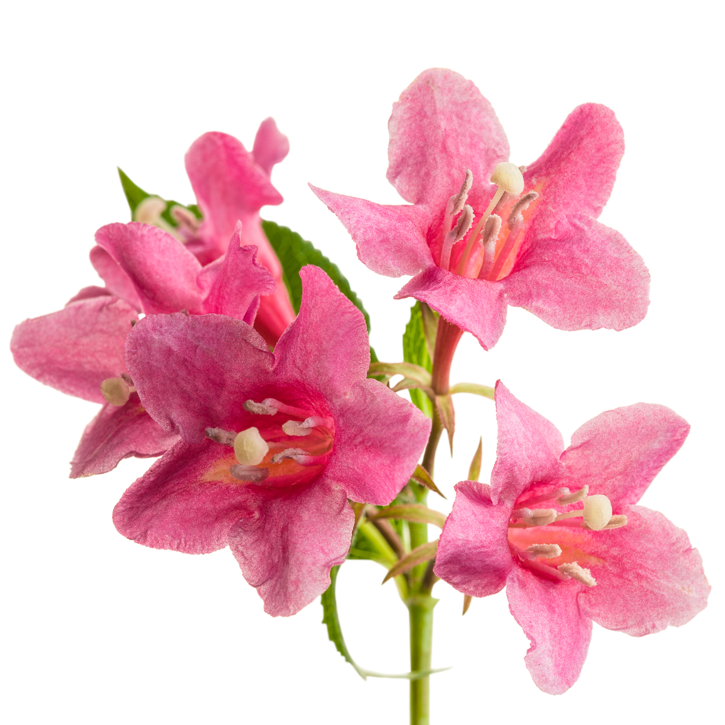 Sonic Bloom® Pink Reblooming Weigela (florida)