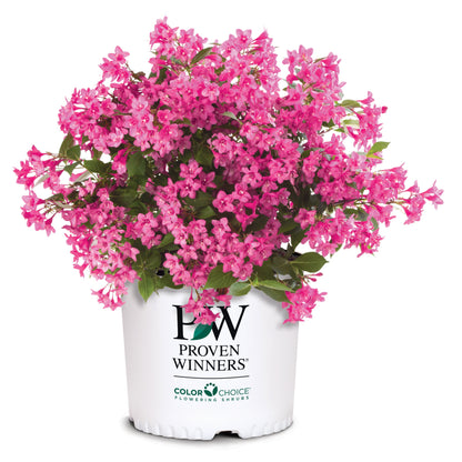 Sonic Bloom Pink Reblooming Weigela in container.