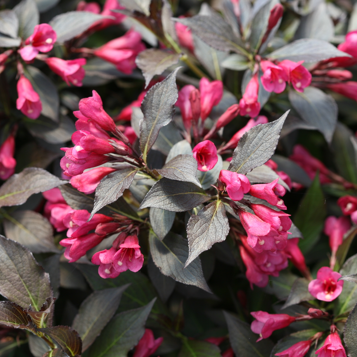 Spilled Wine® Weigela (florida)