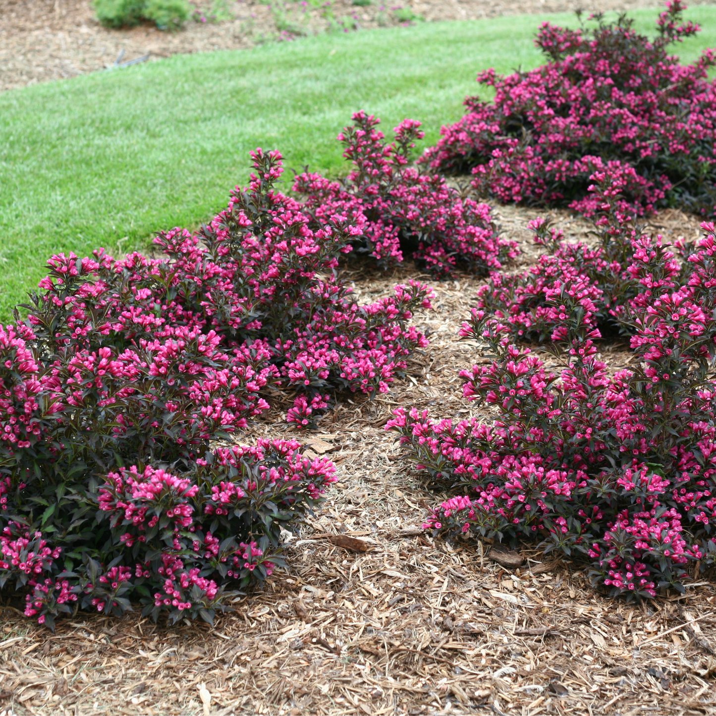 Spilled Wine® Weigela (florida)