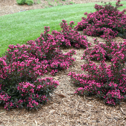 Spilled Wine® Weigela (florida)