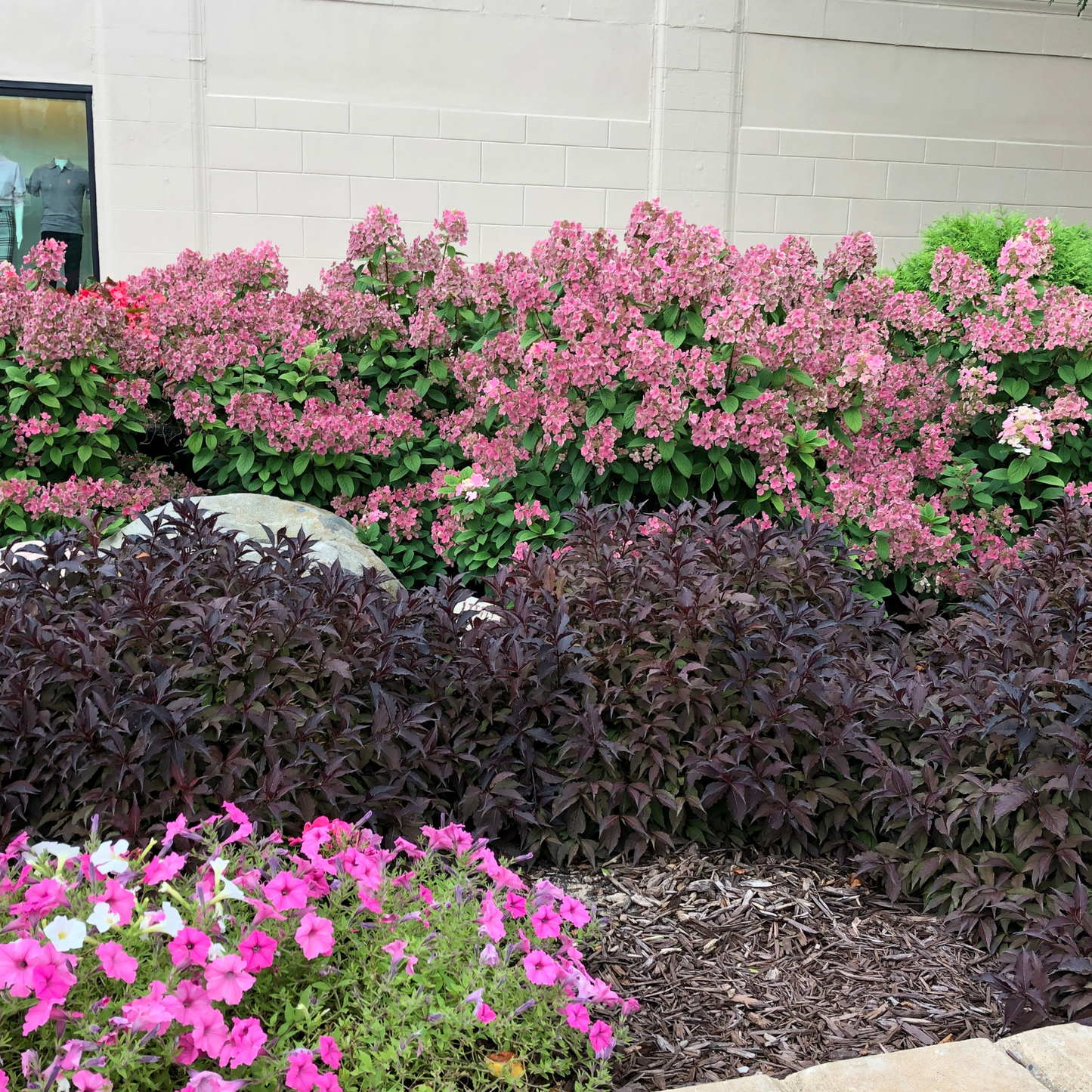 Spilled Wine® Weigela (florida)