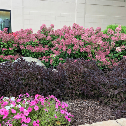 Spilled Wine® Weigela (florida)
