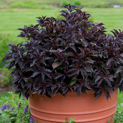Spilled Wine® Weigela (florida)