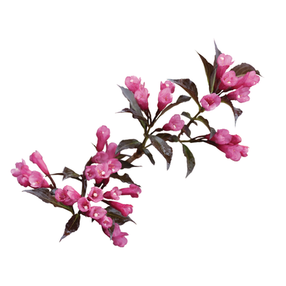 Spilled Wine® Weigela (florida)