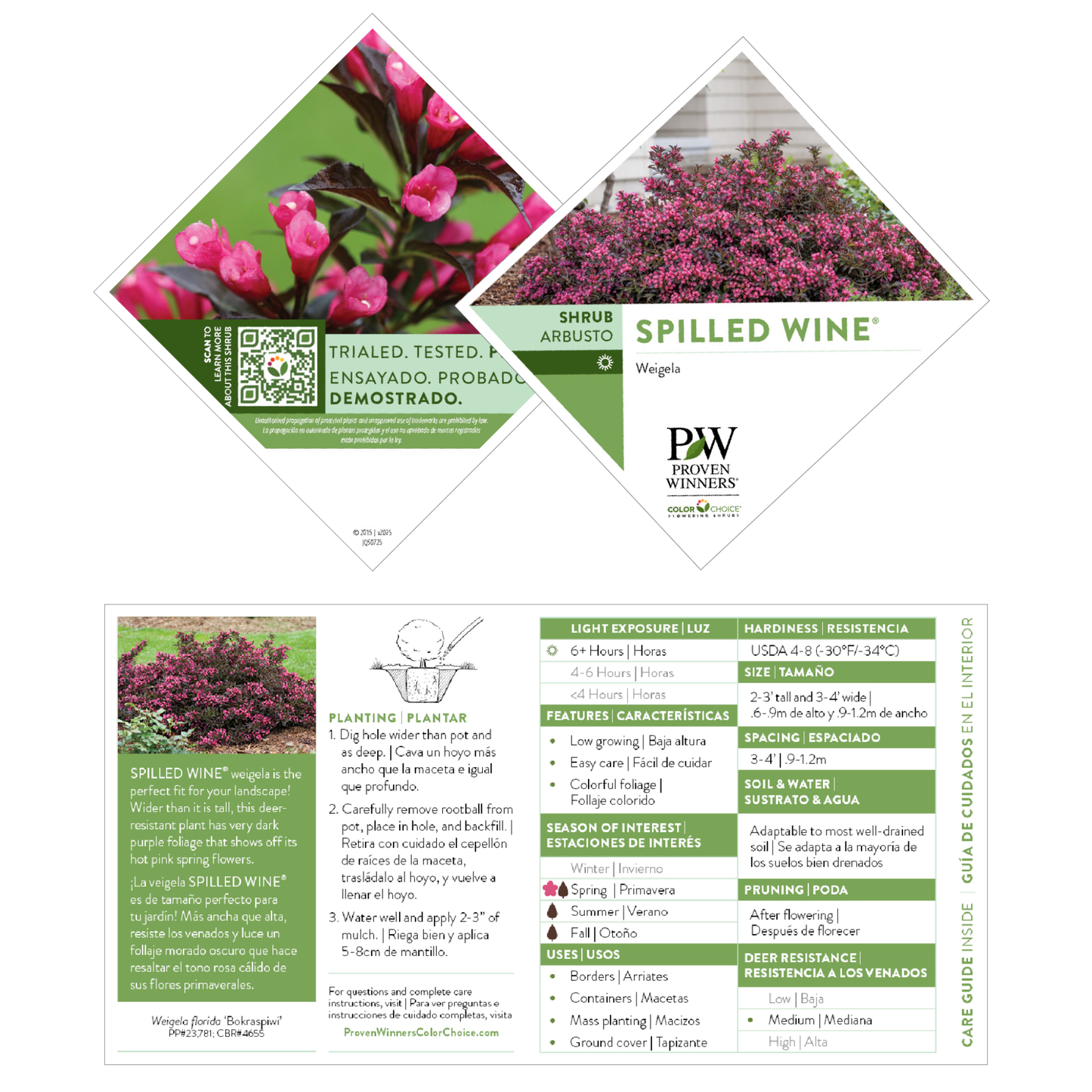 Spilled Wine® Weigela (florida)