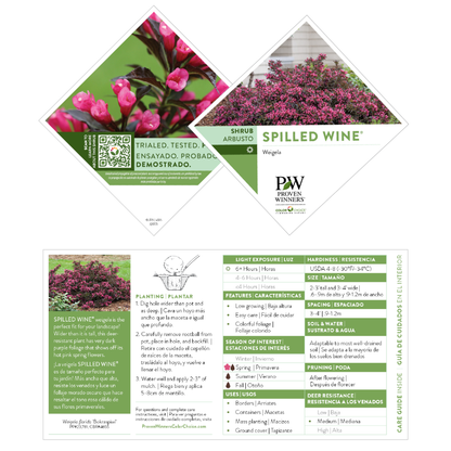 Spilled Wine® Weigela (florida)