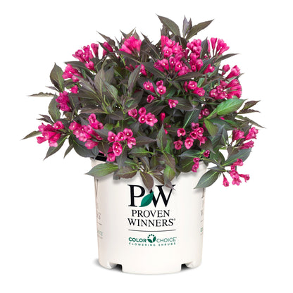 Spilled Wine® Weigela (florida)
