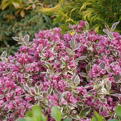 My Monet Purple Effect® Weigela (florida)