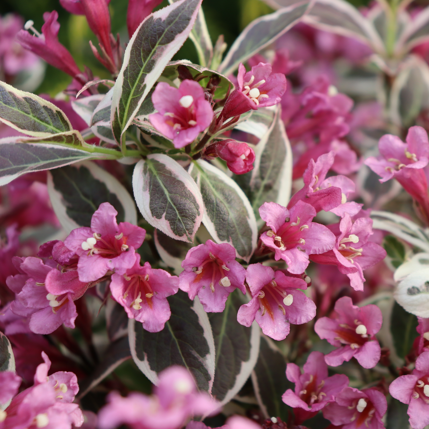 My Monet Purple Effect® Weigela (florida)