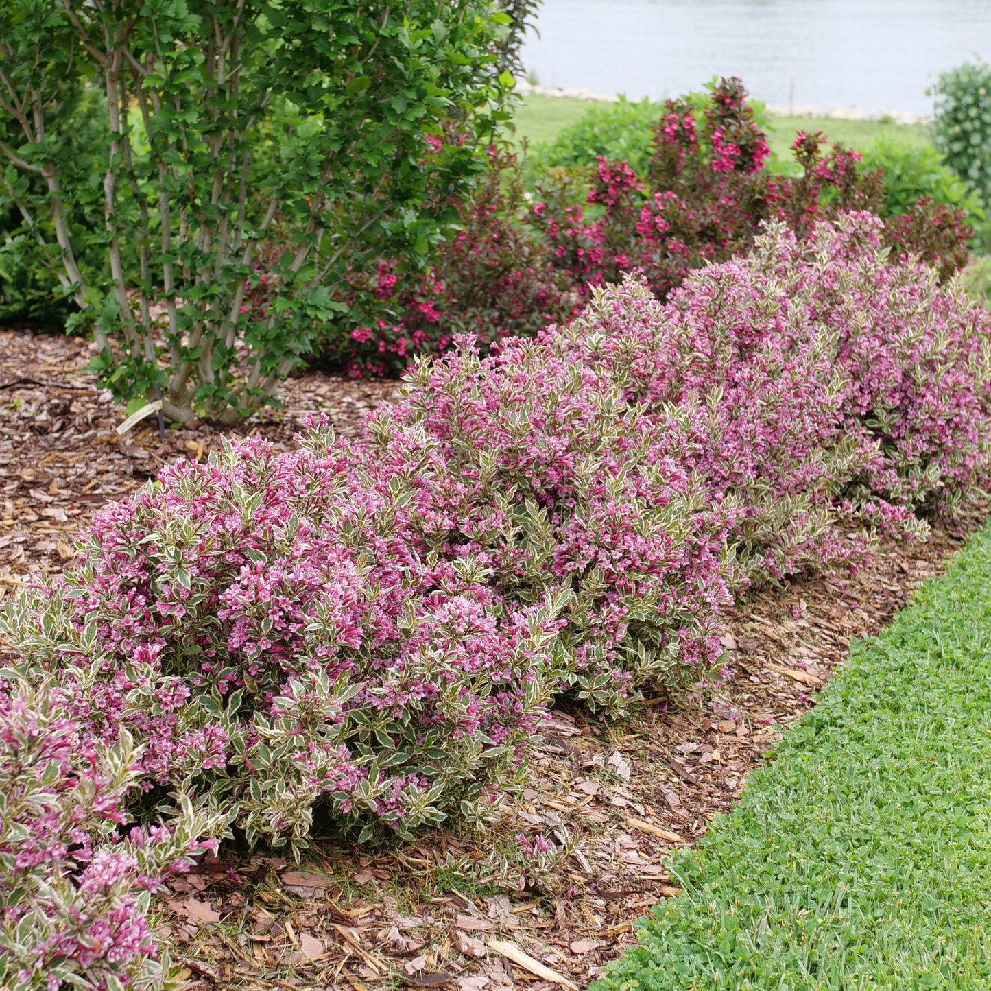 My Monet Purple Effect® Weigela (florida)