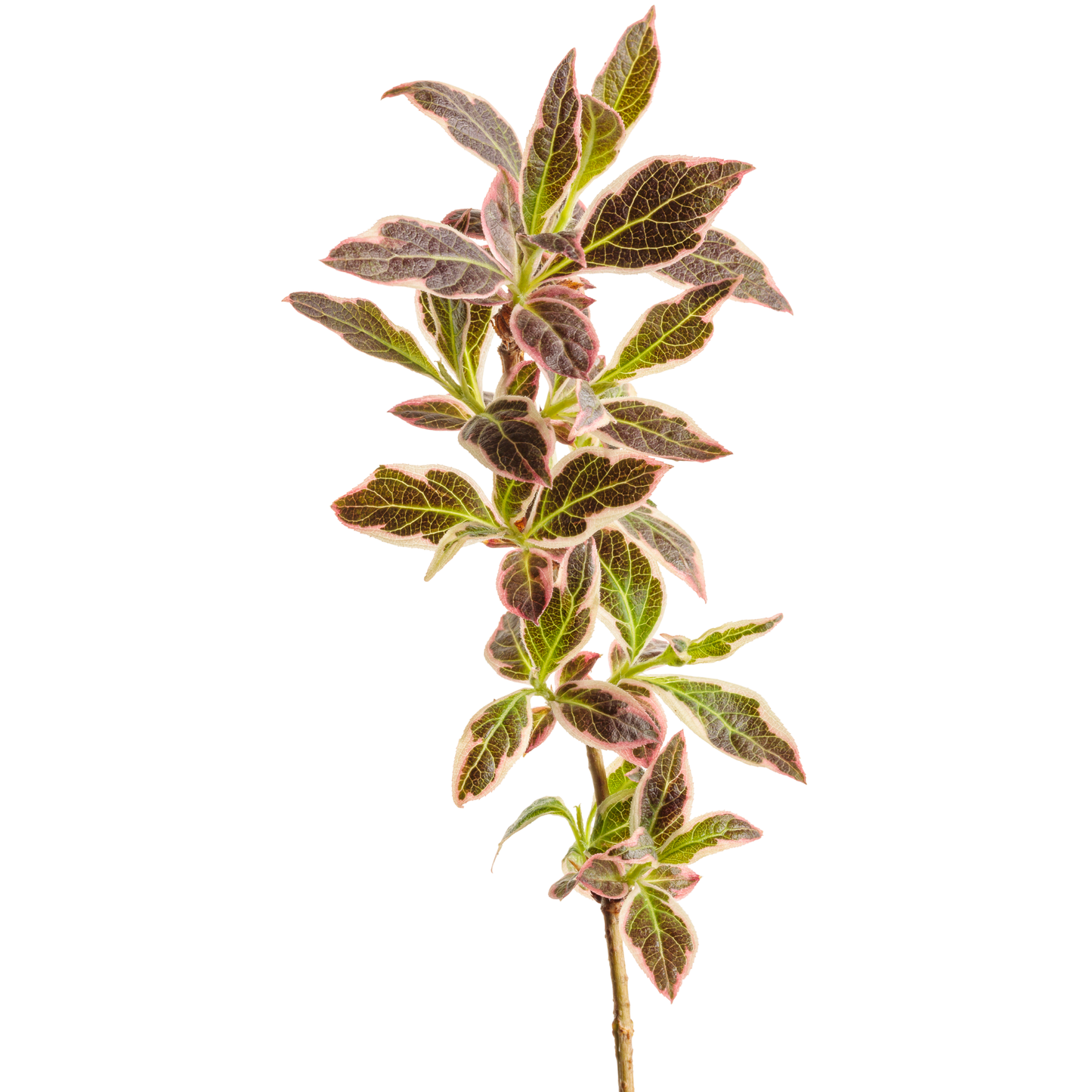 My Monet Purple Effect® Weigela (florida)